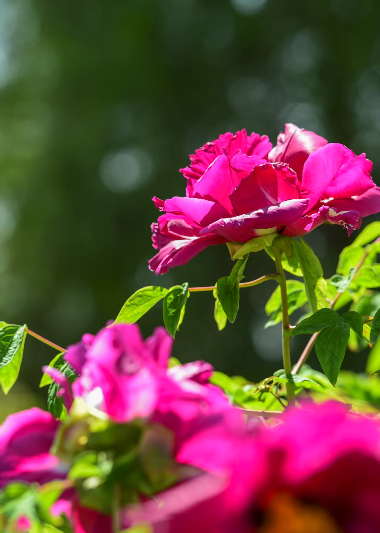 ����Ӱ��ĵ������